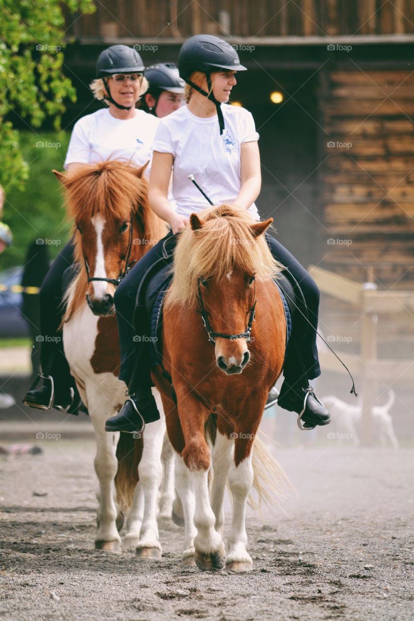 People riding on icelandic horses