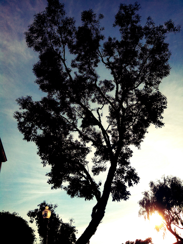 sky photography tree art by itsAus