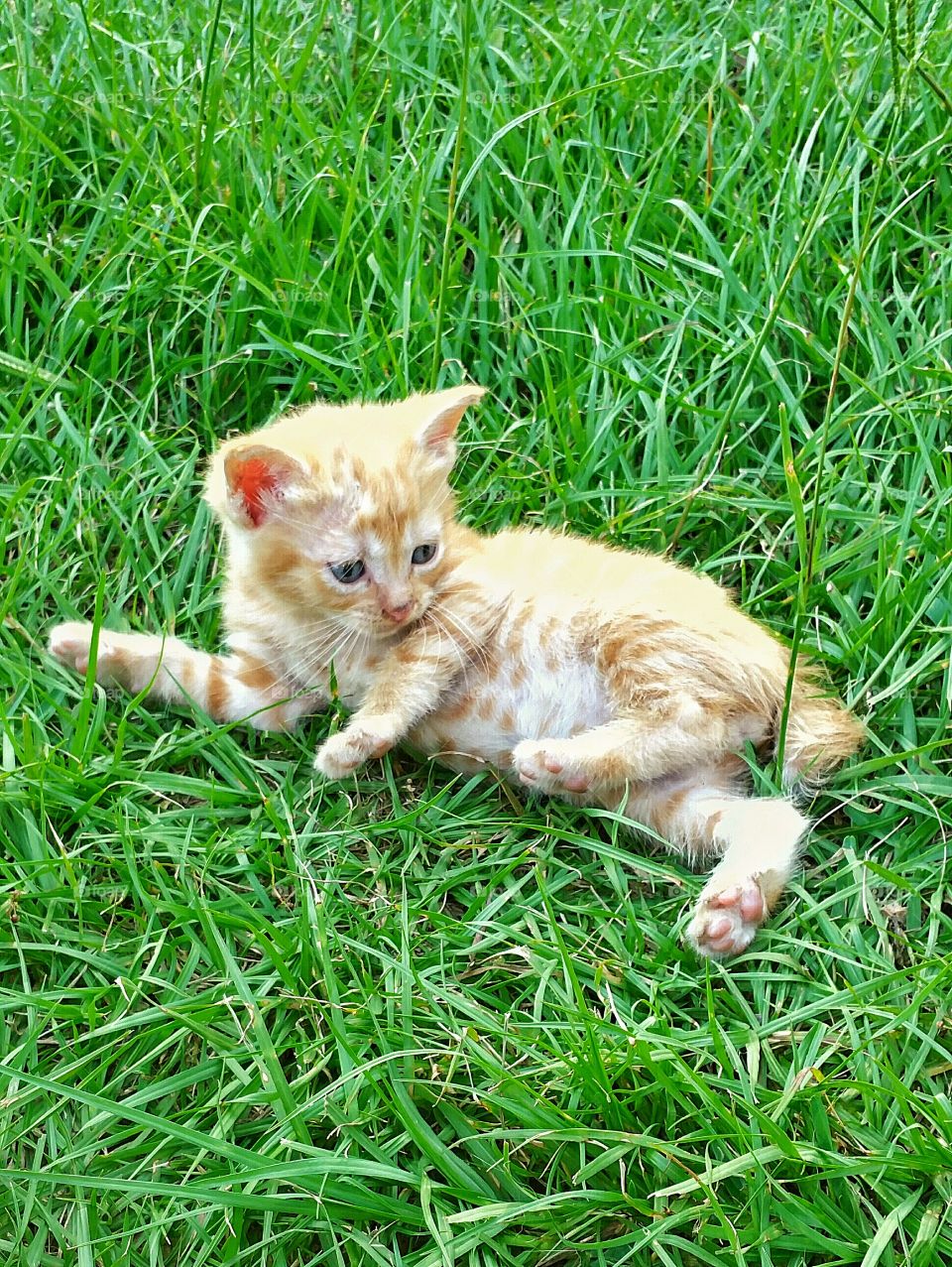 American bobtail cat