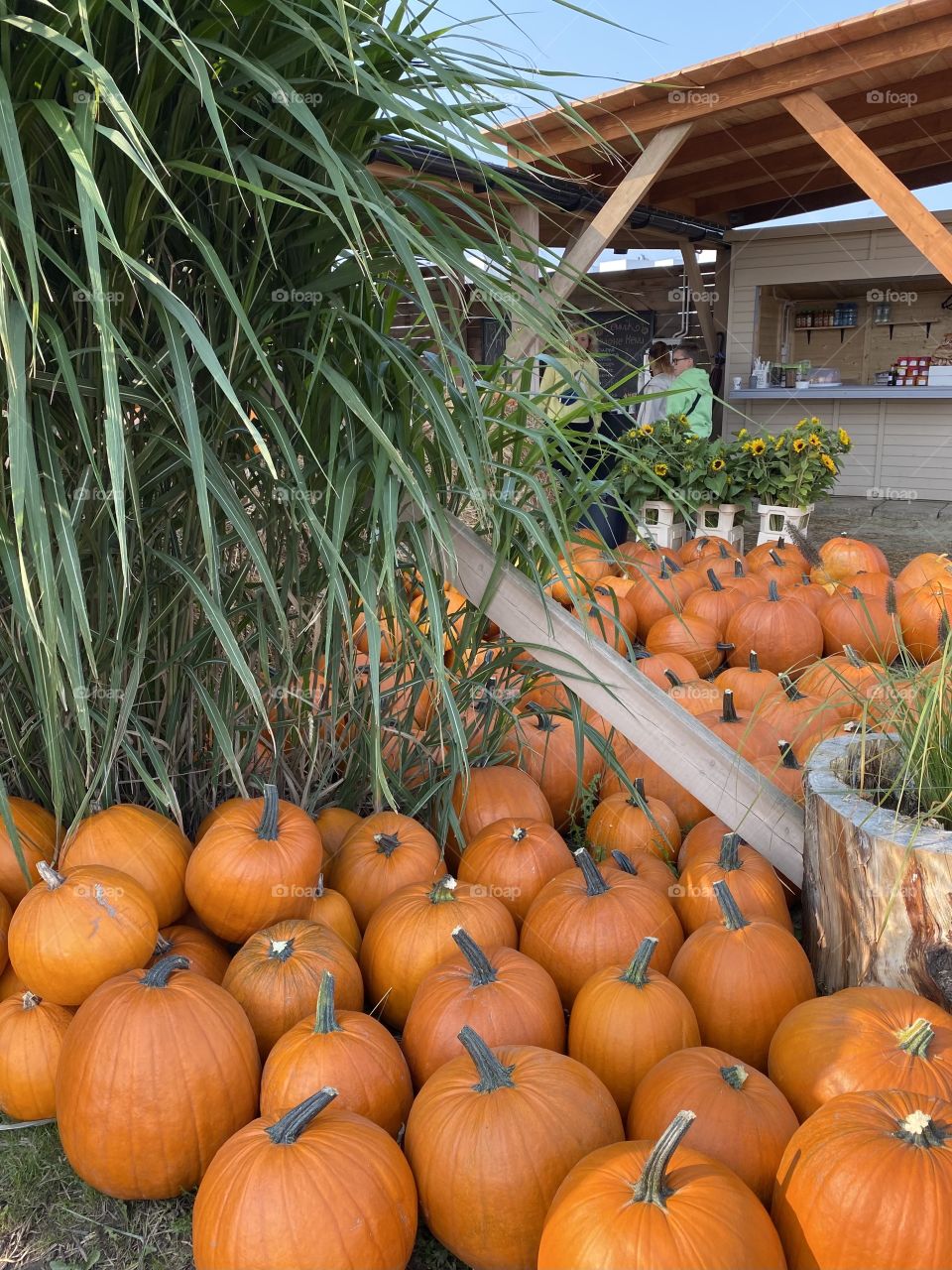 Pumpkin farm