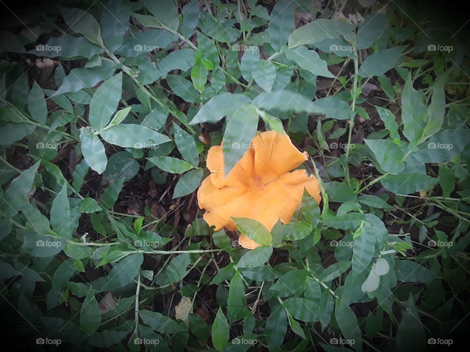 Fungi Flower