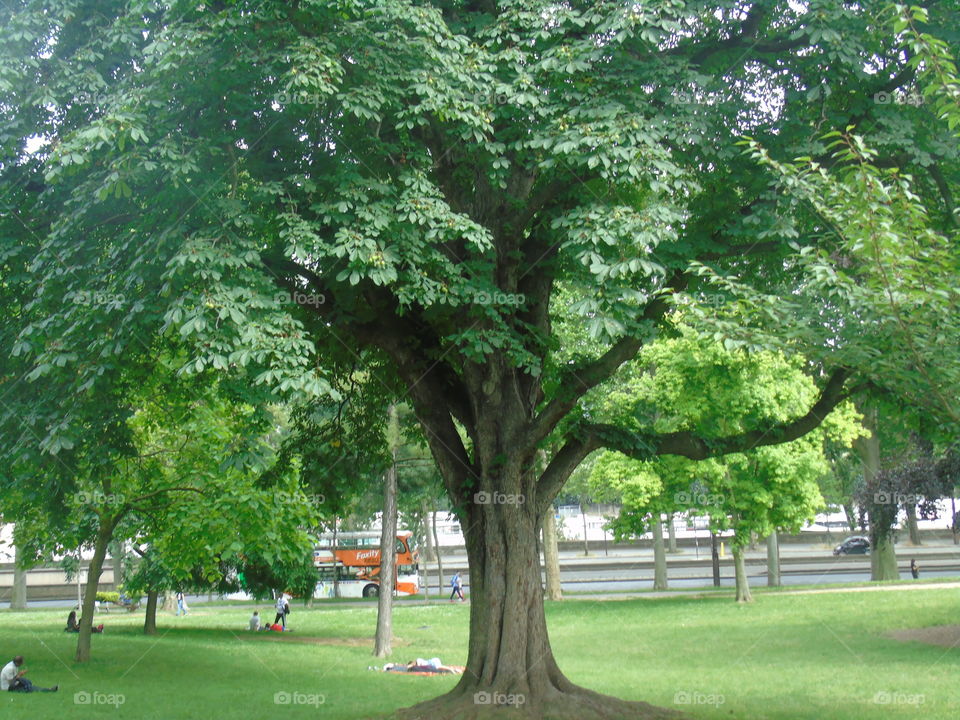 Tree, Park, No Person, Leaf, Wood