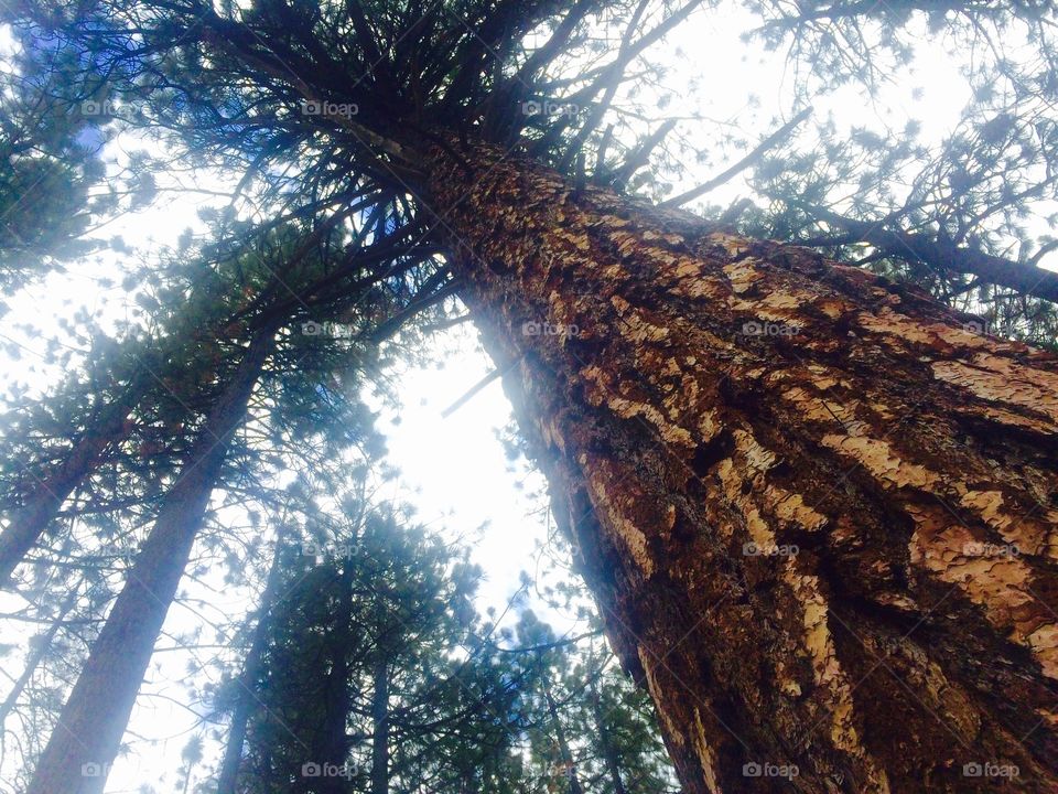 Low angle view of tree in forest