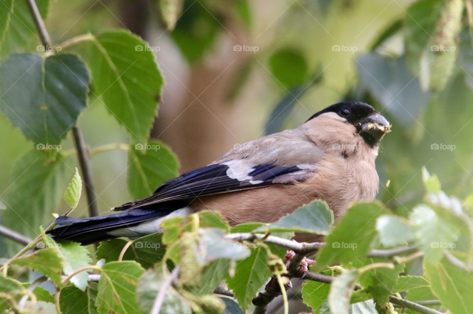 bullfinch on the branches