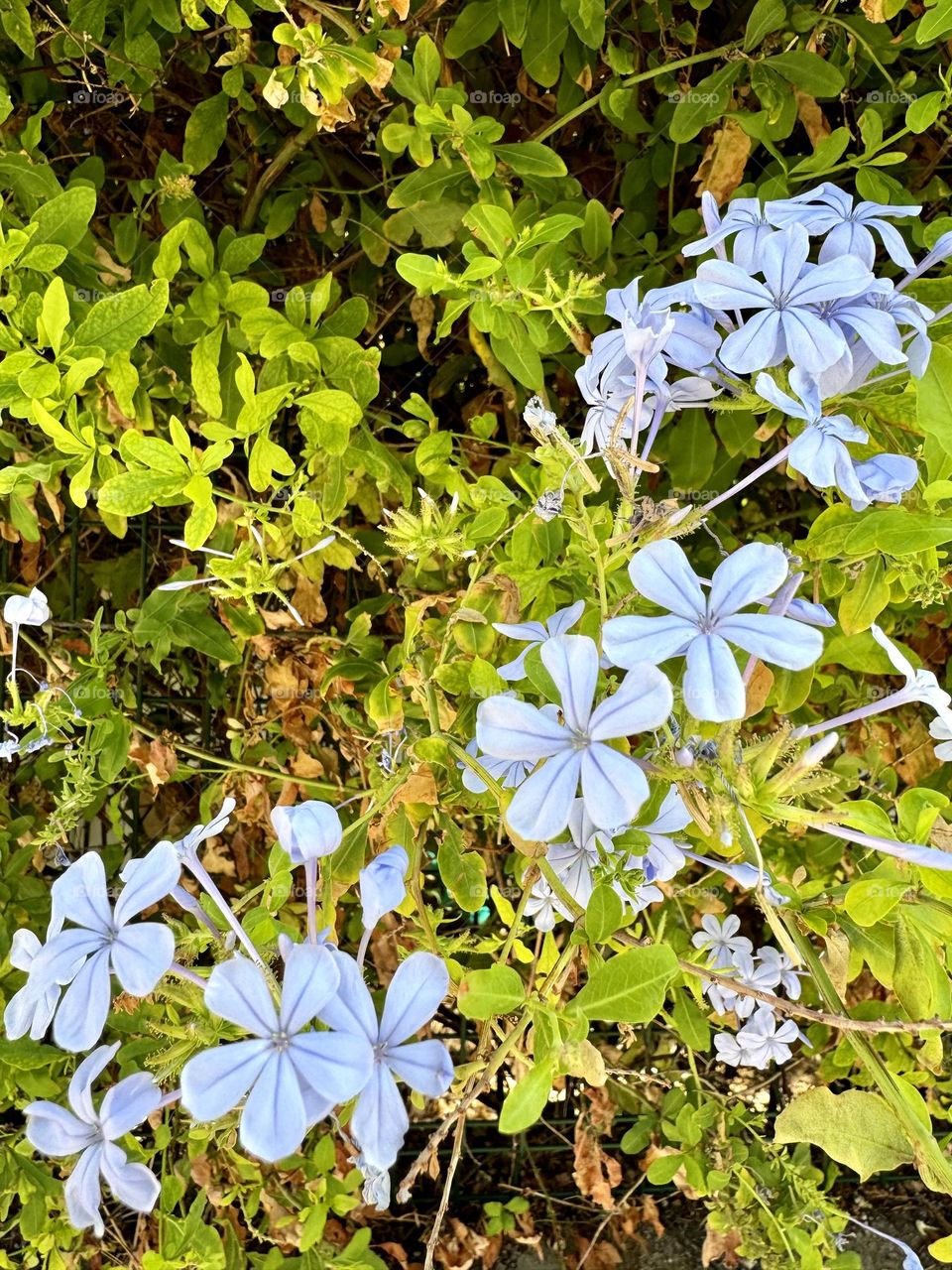 Plumbago. Flowers are soft blue with bright leaves.
