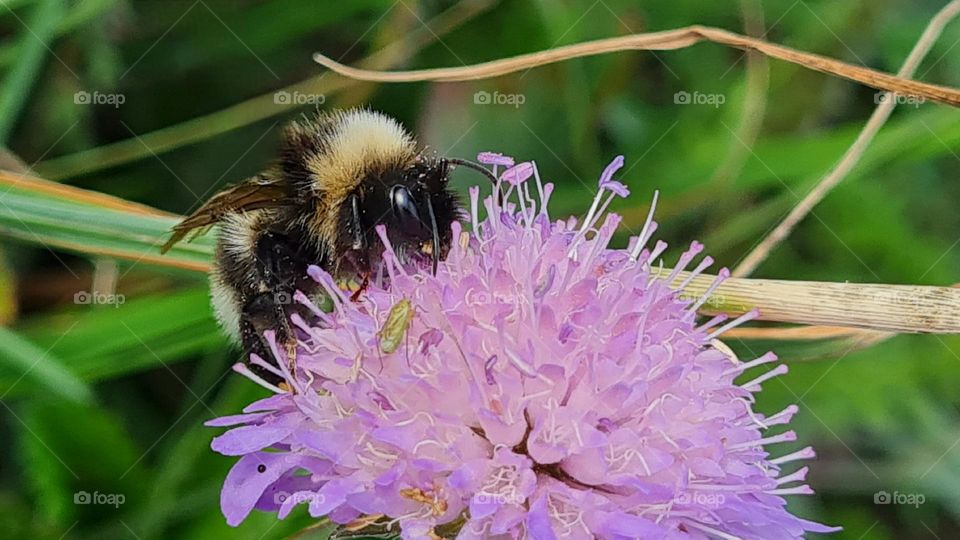 Makro, bee on the flower