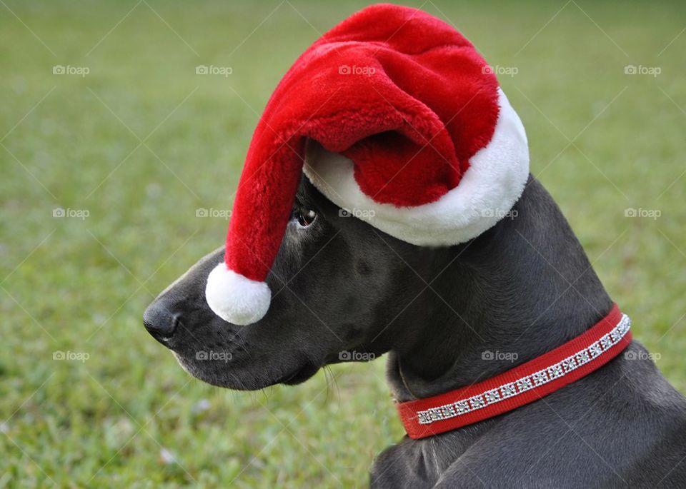 Christmas Dane