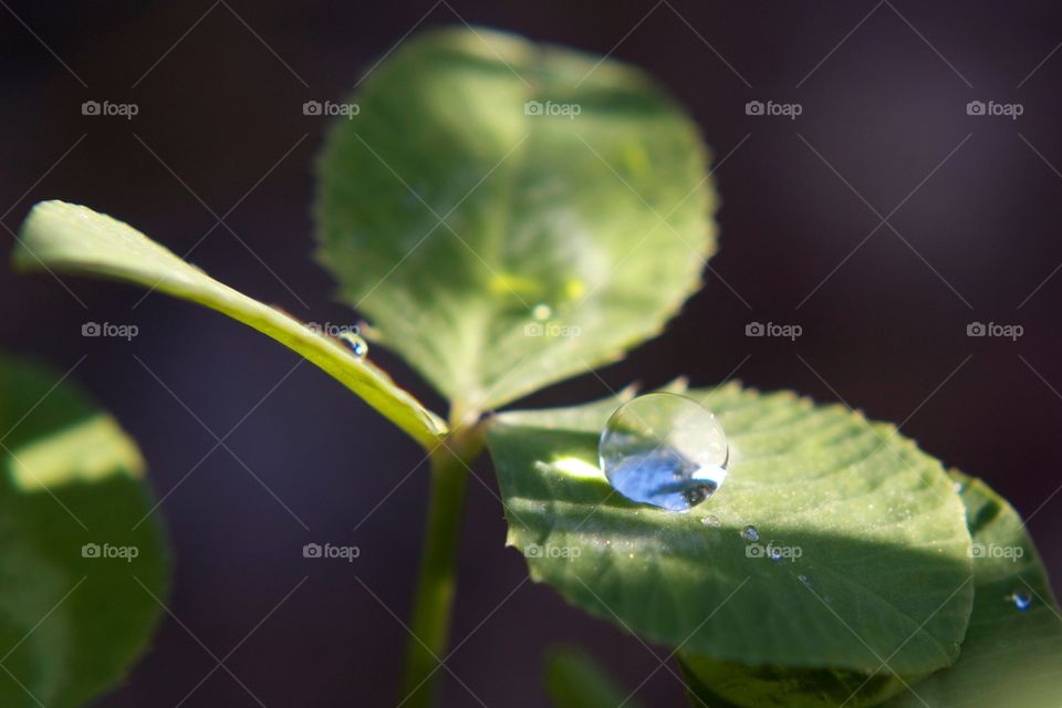 Water droplet