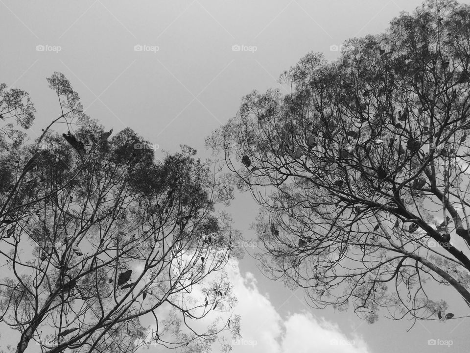 Mono image of tree and sky landscape 