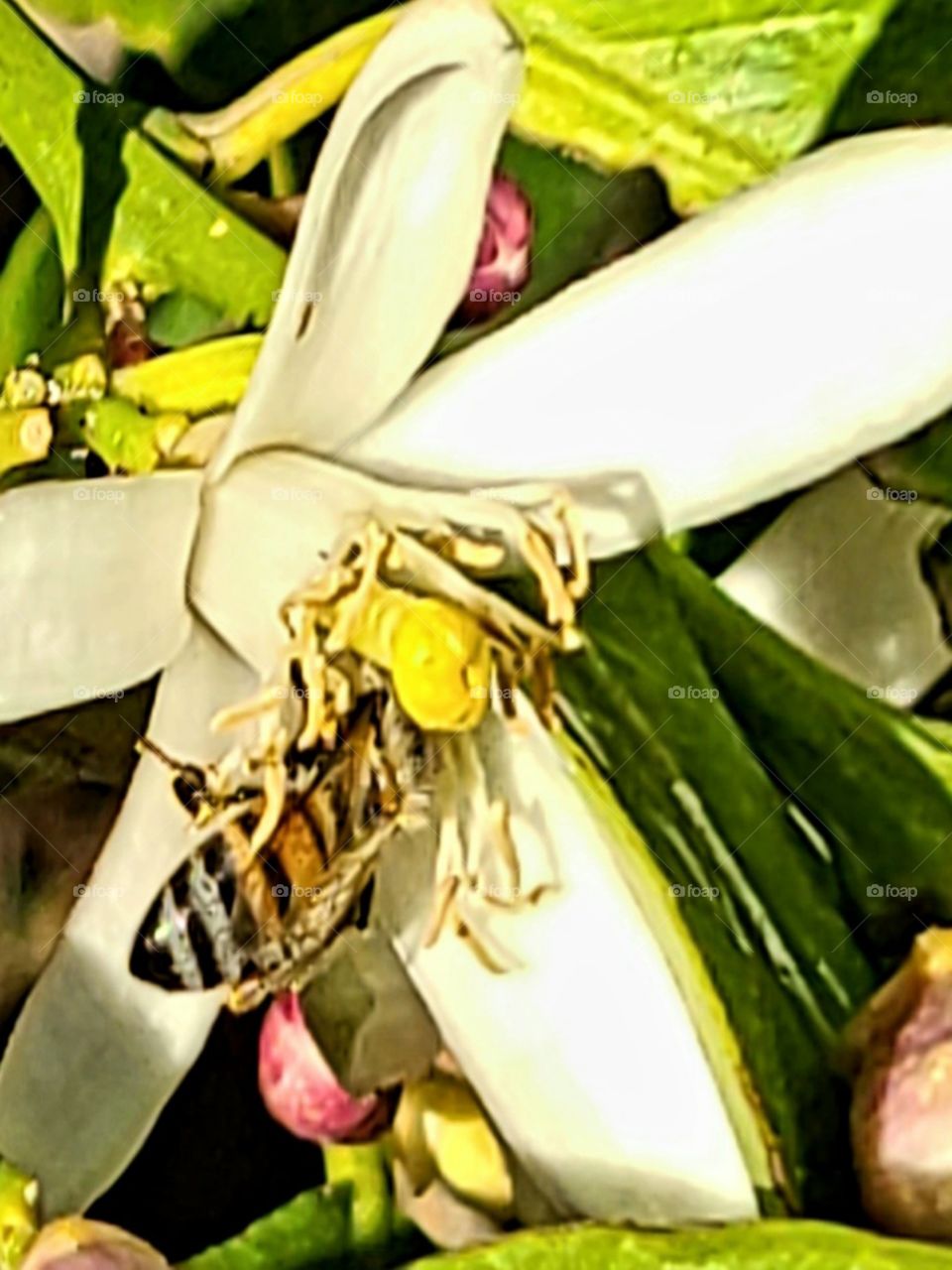 Honeybee lands on early Spring lemon blossom