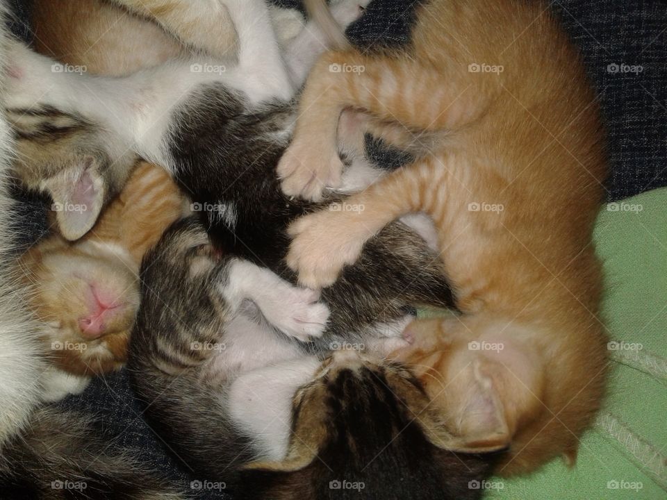many of little kittens sleeping on their bodies