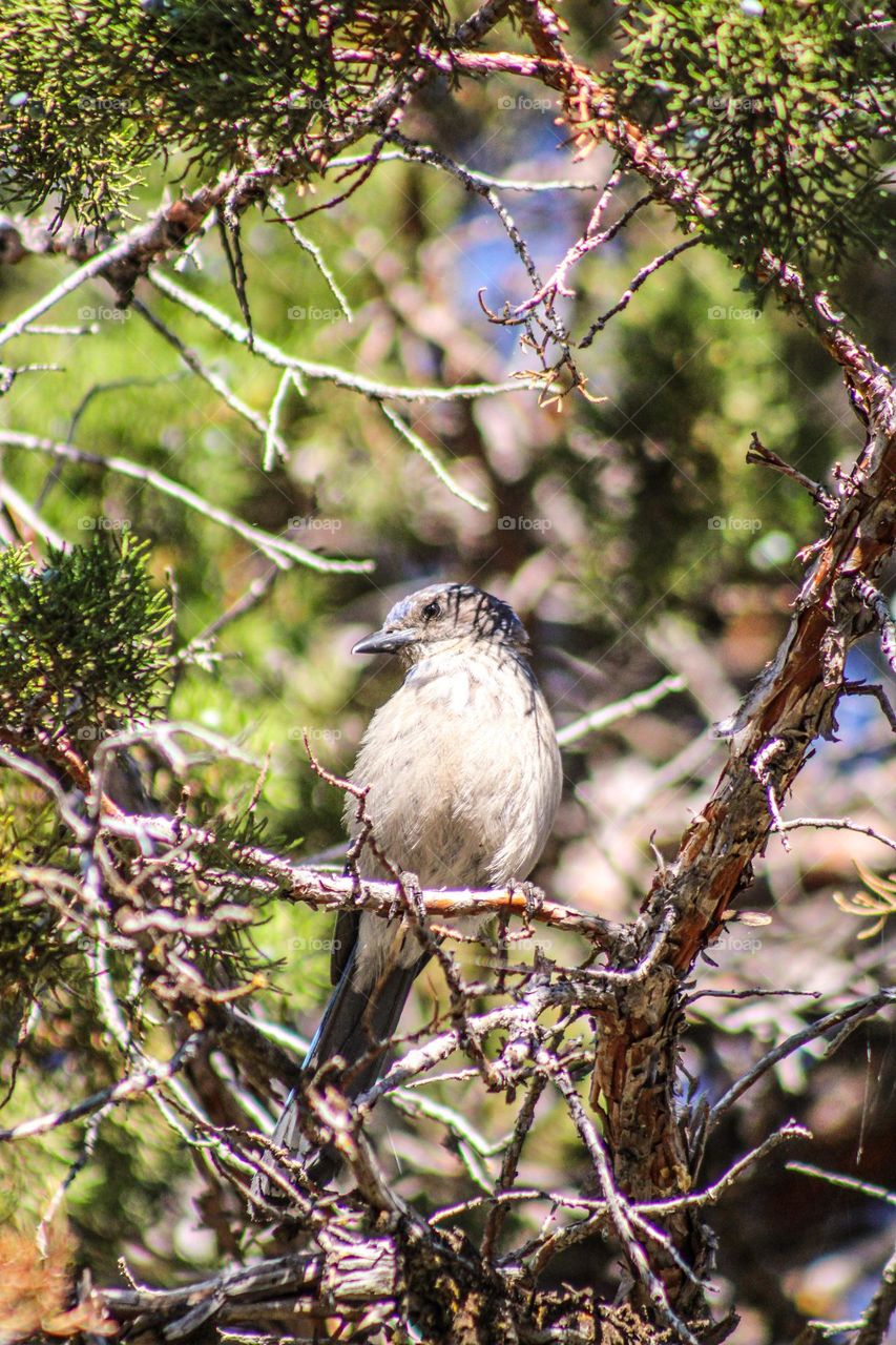 Beautiful small bird sitting on some branches on a warm summer day in southern Oregon 