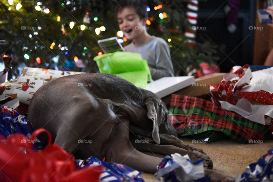 Weimaraner dog laying on Christmas wrapping paper while a young boy opens Christmas presents