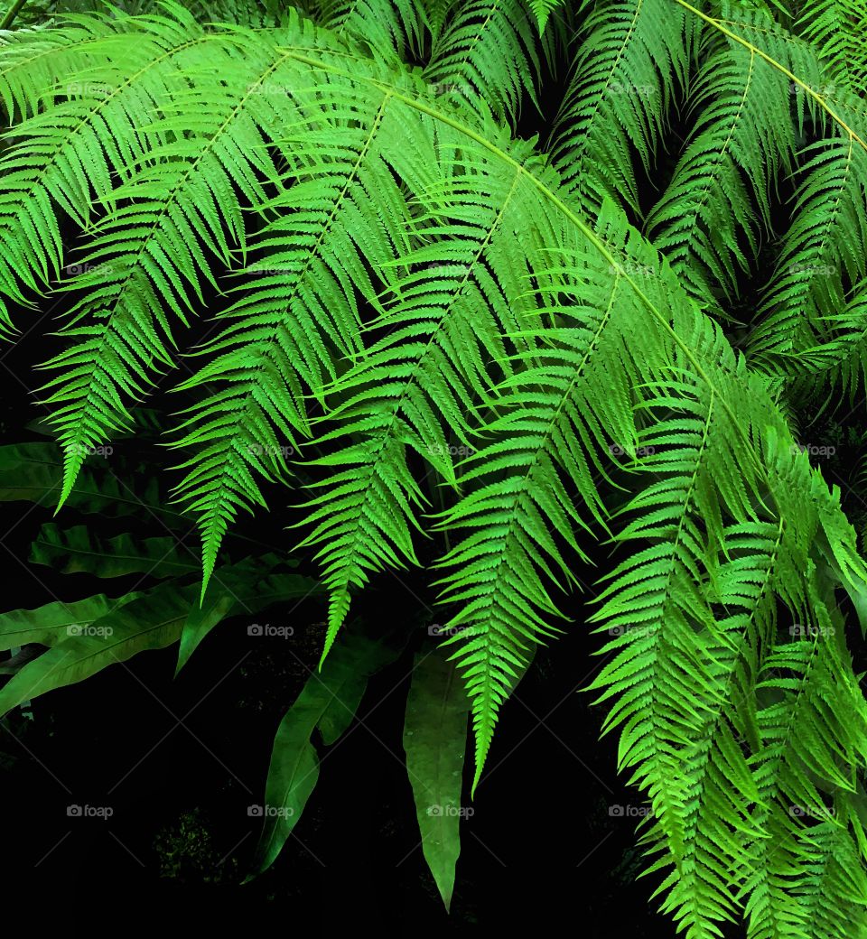 Beautiful green fern—taken in Chicago, Illinois 