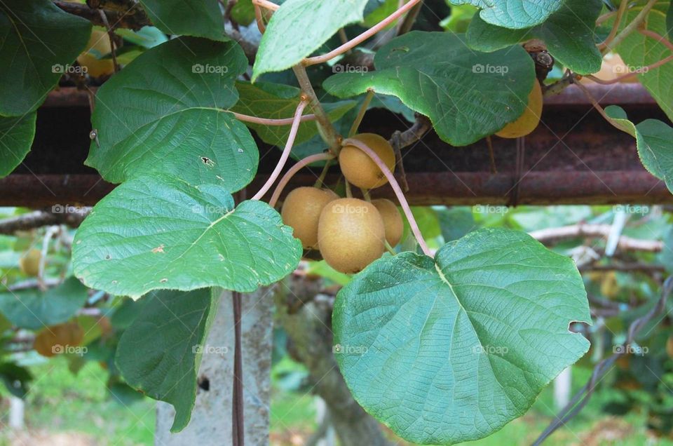 Kiwi fruit in Doi Ang Khang nation park, Thailand.