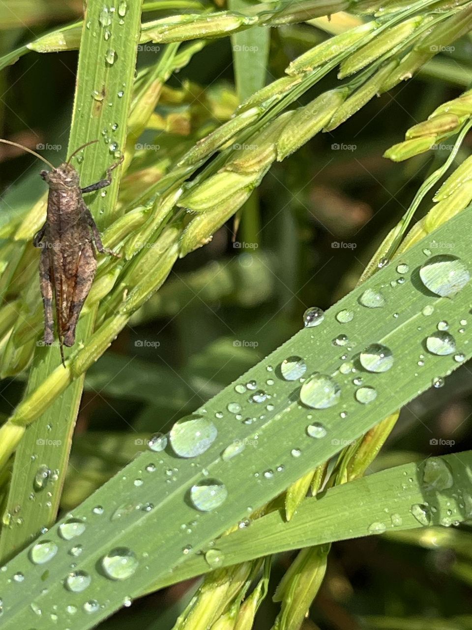 Beauty after the rain @ my garden, upcountry.