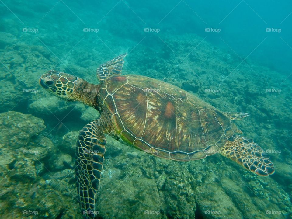 The color of this honu is amazing 