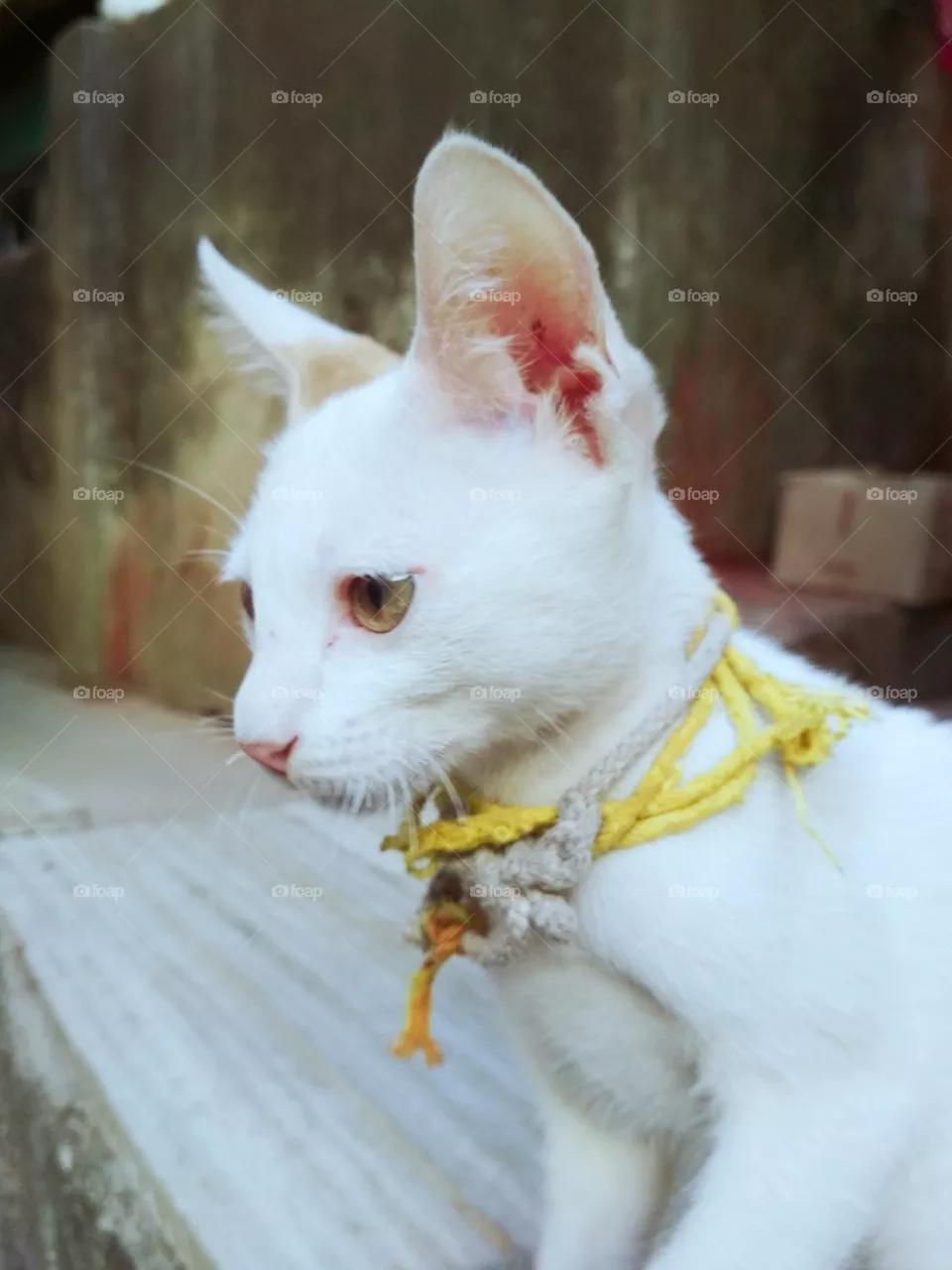 🐱