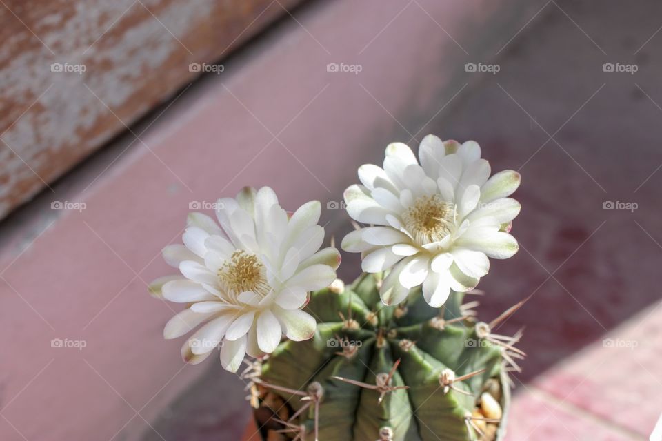 Close up cactus flowers