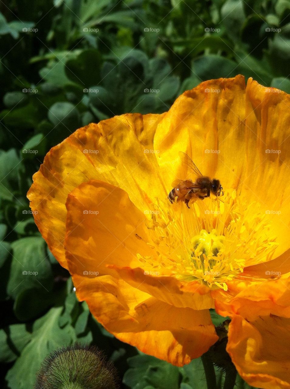 A bee and a golden flower