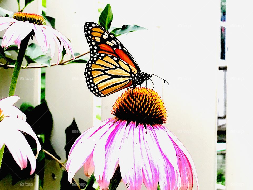 Gorgeous Monarch butterfly sipping nectar out of beautiful bright pink flower against white fence! 