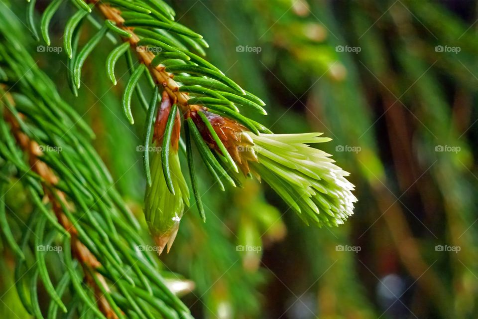 Pine Needles, New Growth, Close-up.

Pine tree branch tip with new needle leaves.