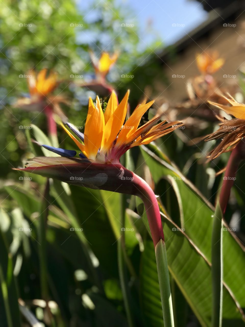 Absolutely gorgeous Bird of Paradise bloom in Los Angeles, California
