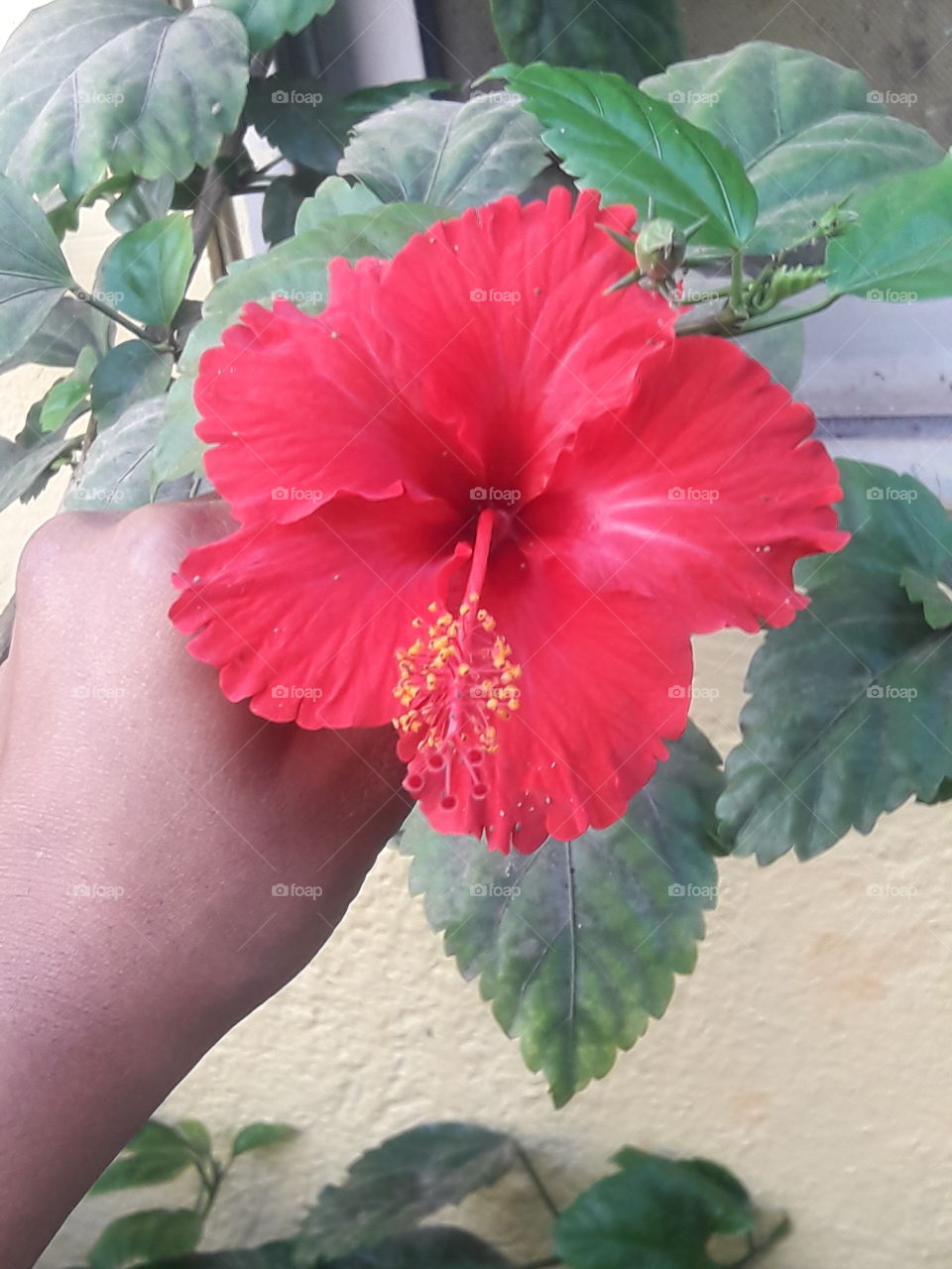 beautiful hibiscus flowers