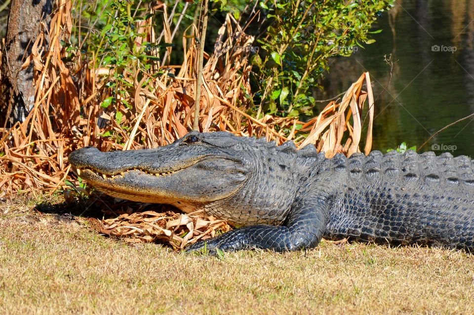 Close-up of a alligator