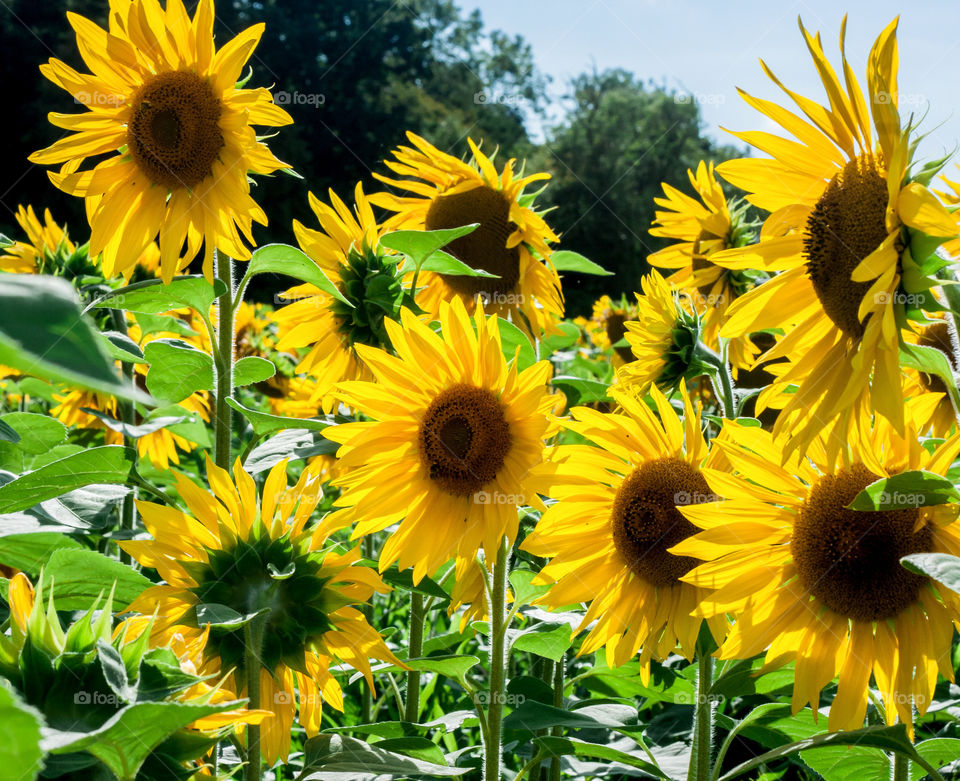 Bright yellow sunflowers in full bloom on a summer’s day