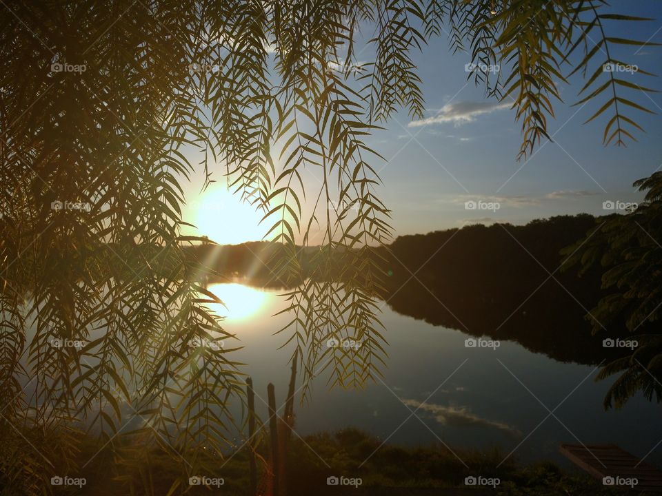 Tree leaves and the sun