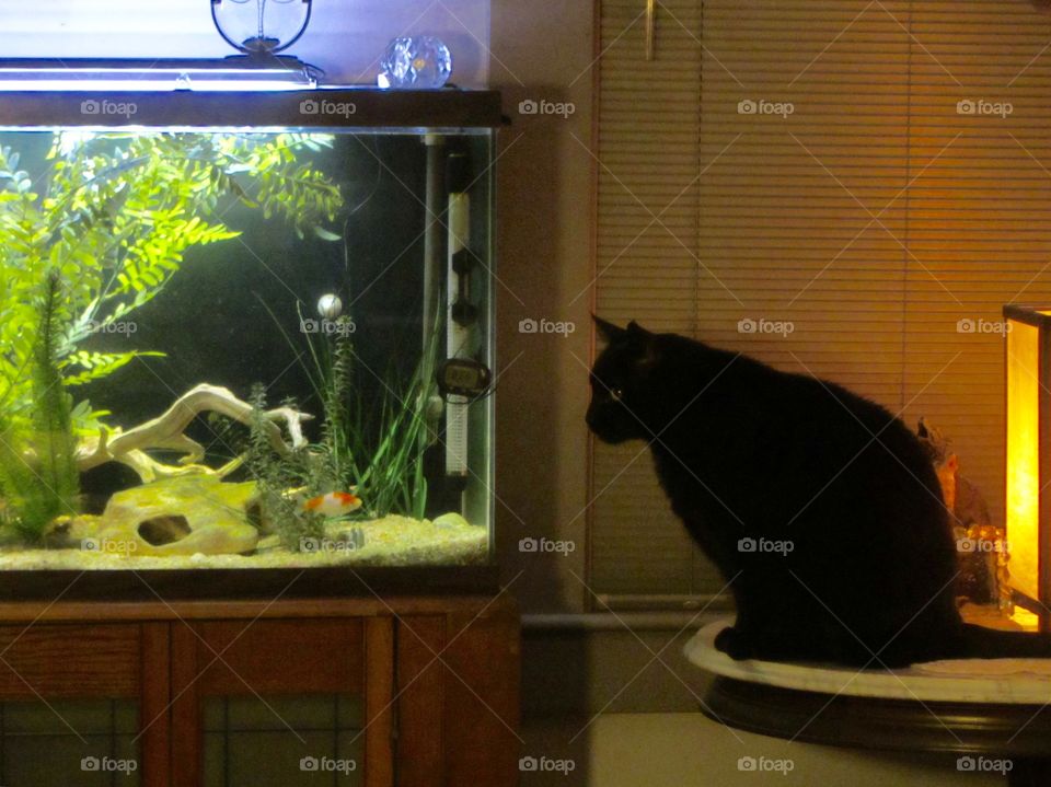 Cat Watching Fish in Fish Tank. Black Cat Sitting on Marble Tabletop   Watching Goldfish Intently   Stare down