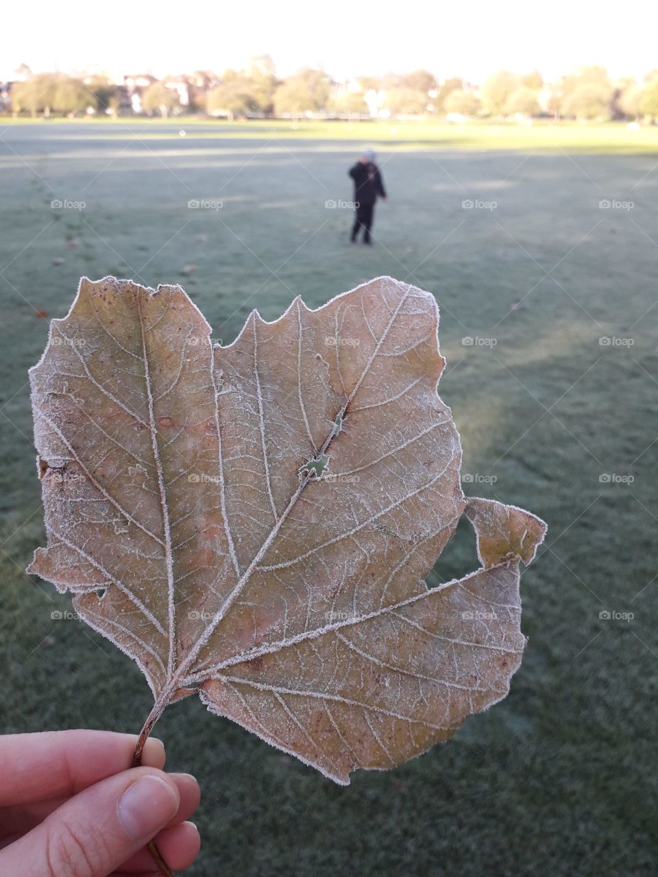 frozen autumn leaf in the front plan and a figure of a little boy at the back in a freezing temperatures
