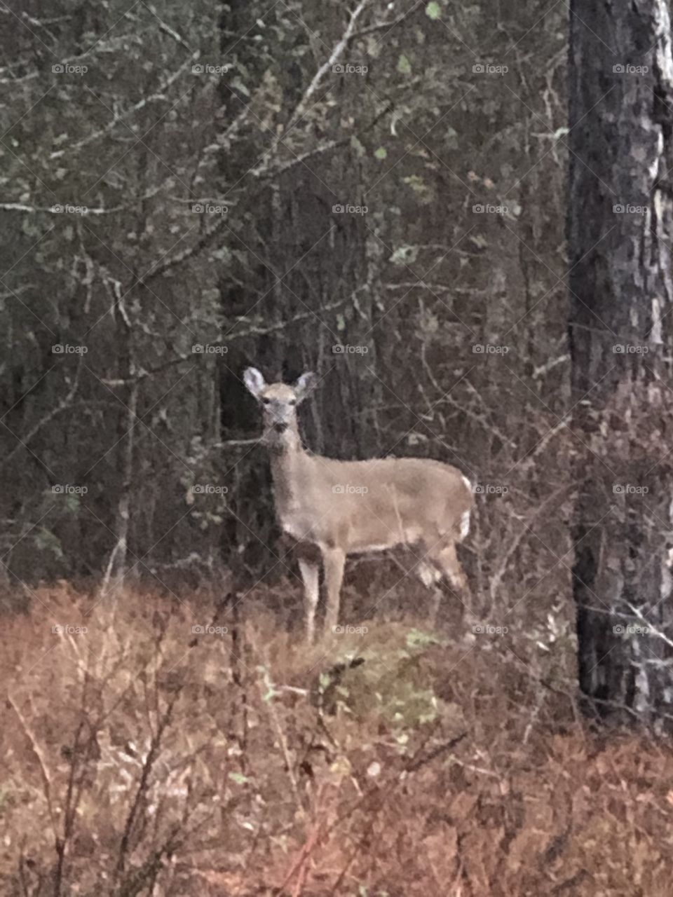 Deer, Wood, No Person, Outdoors, Tree