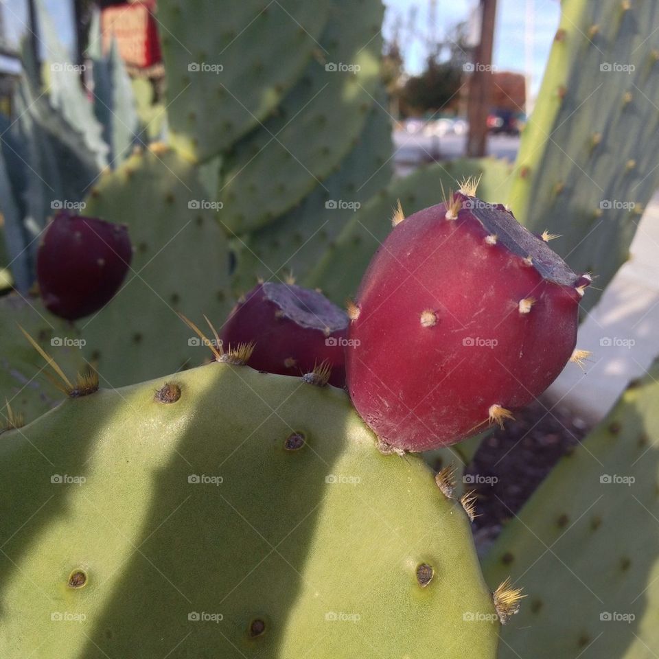 Prickly Pears in the city 