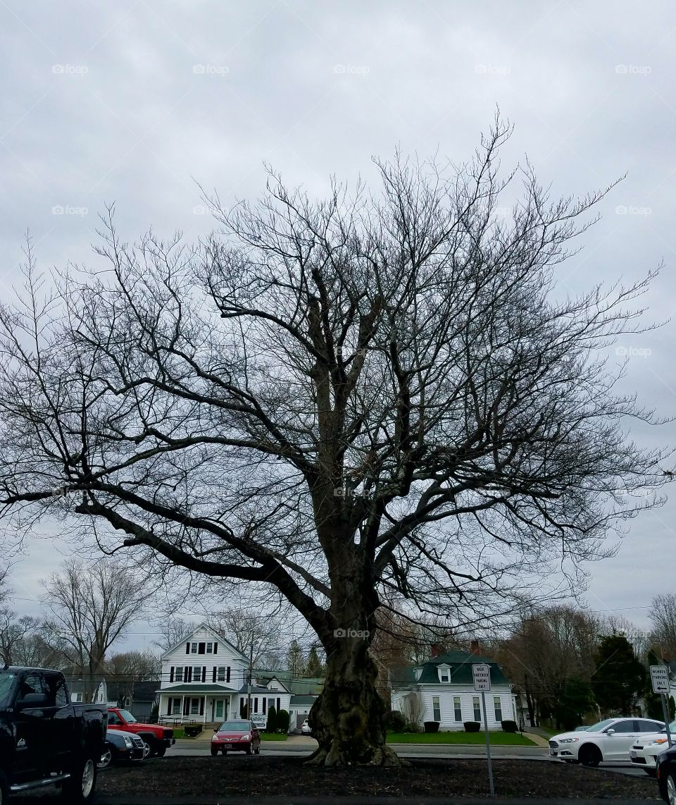 Beachnut tree, huge, in middle of a parking lot. Cloudy gray day so this is a B&W photo. The houses look little in background.