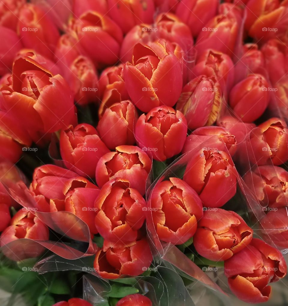 Beautiful red tulips