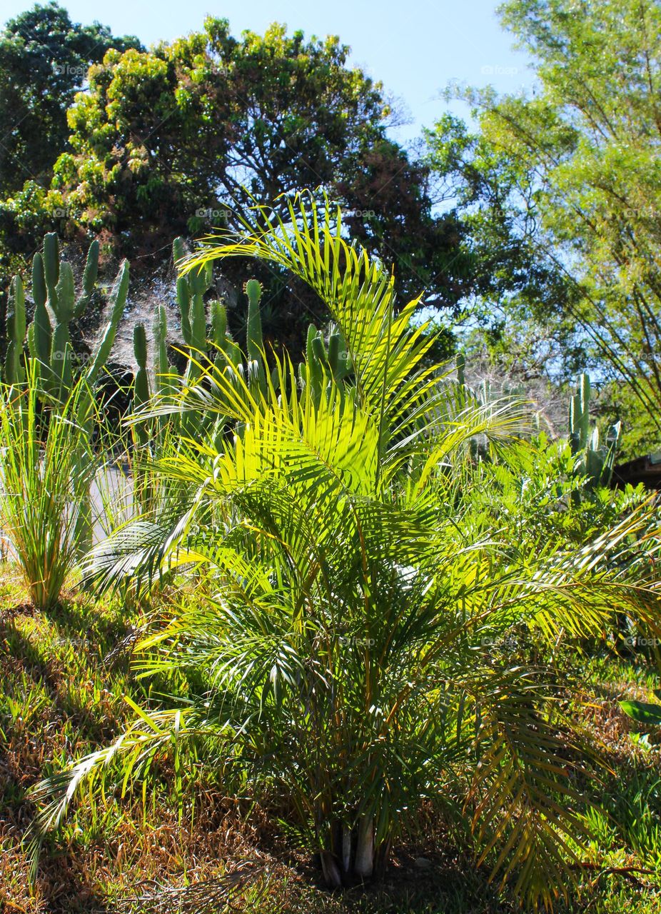 View of tropical young palms and cactus in the yard.  Tropical climate