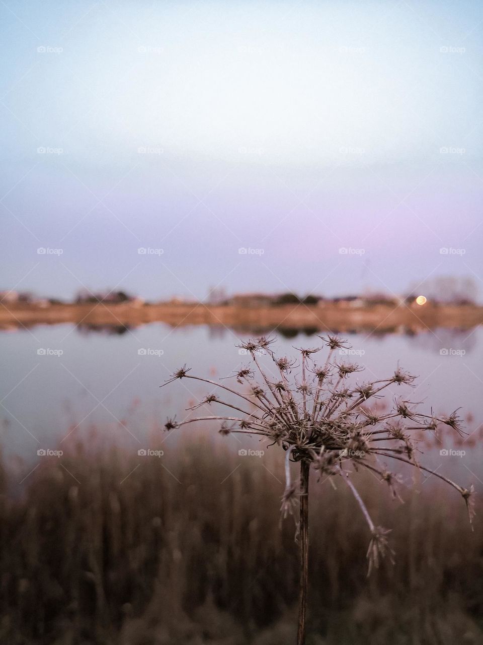 Plants around the lake at sunset.