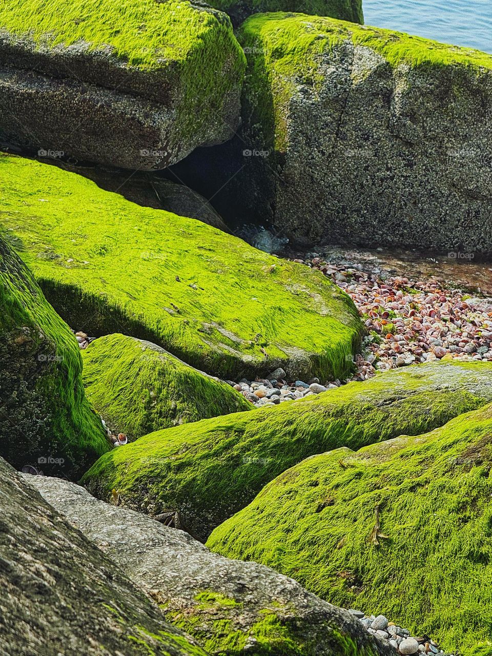 Seaweed on rocks at the beach 