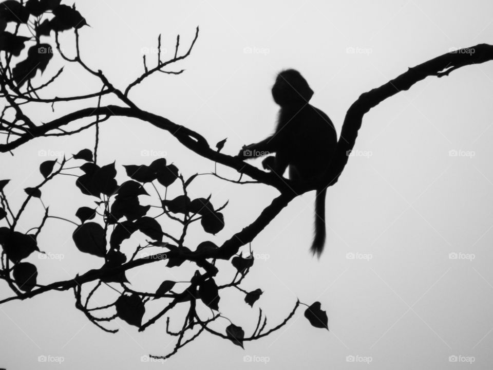 baby monkey on a branch