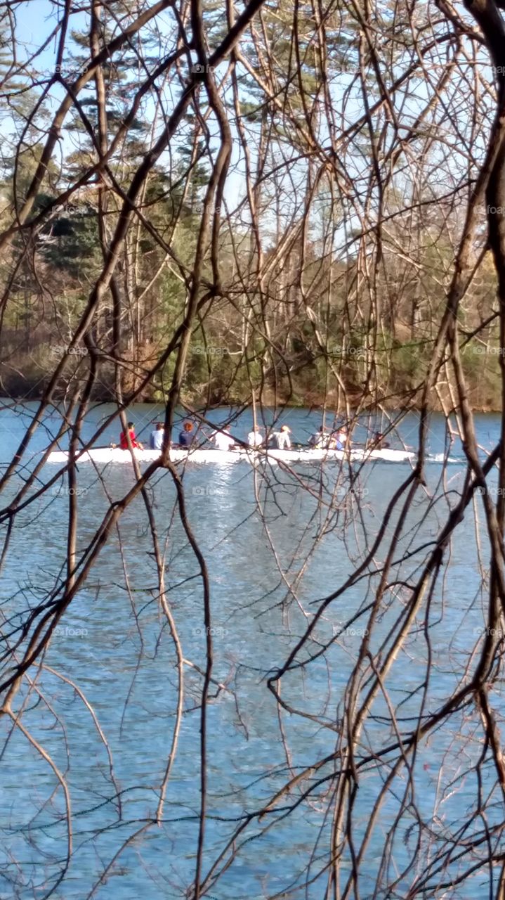Tree, Nature, Water, No Person, Wood