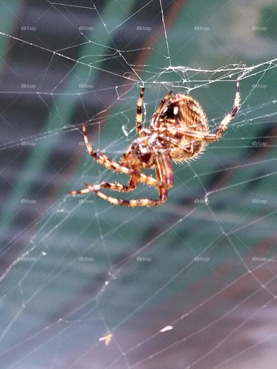 Spider weaving web, closeup🕸