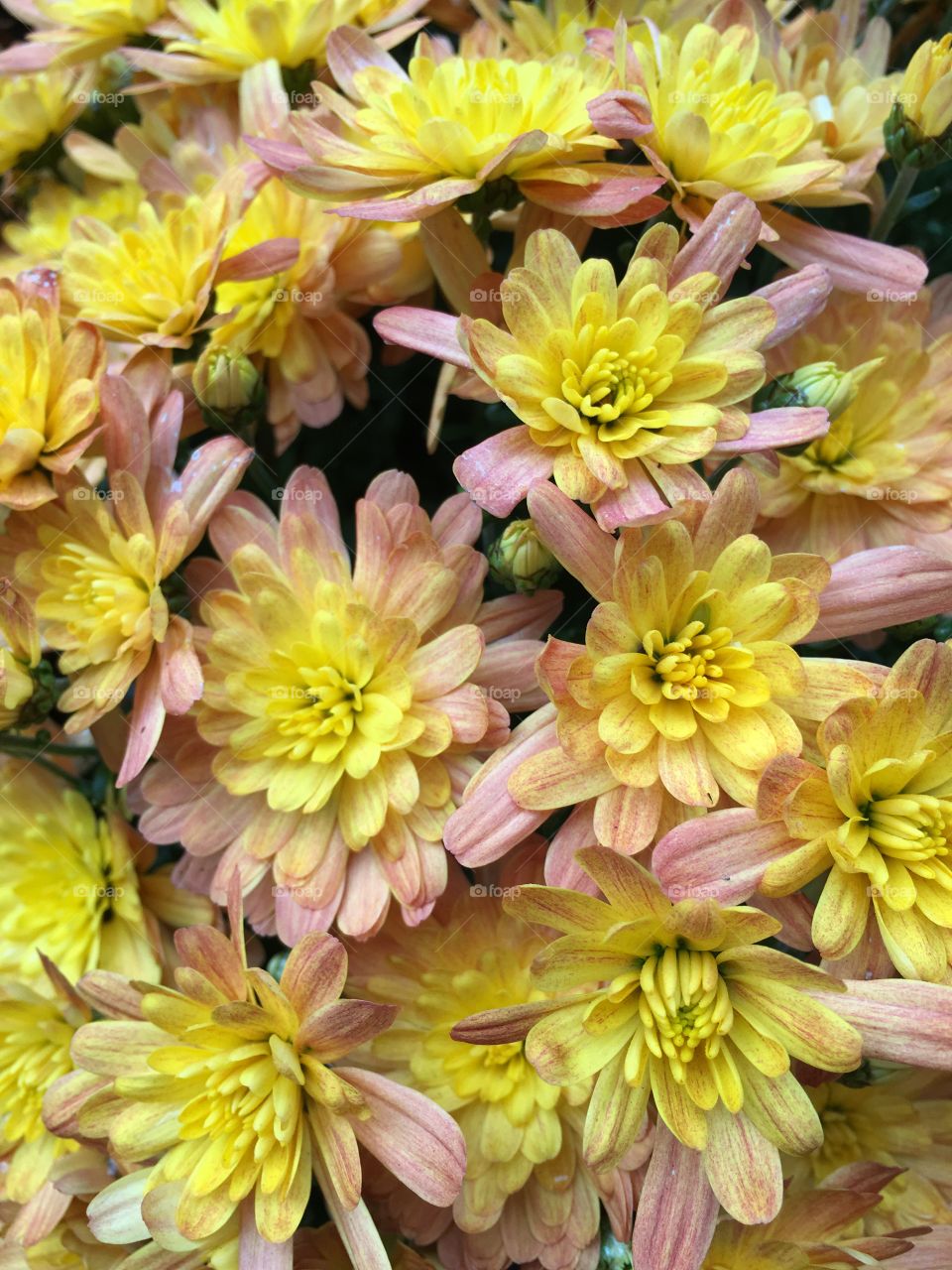 Orange mums