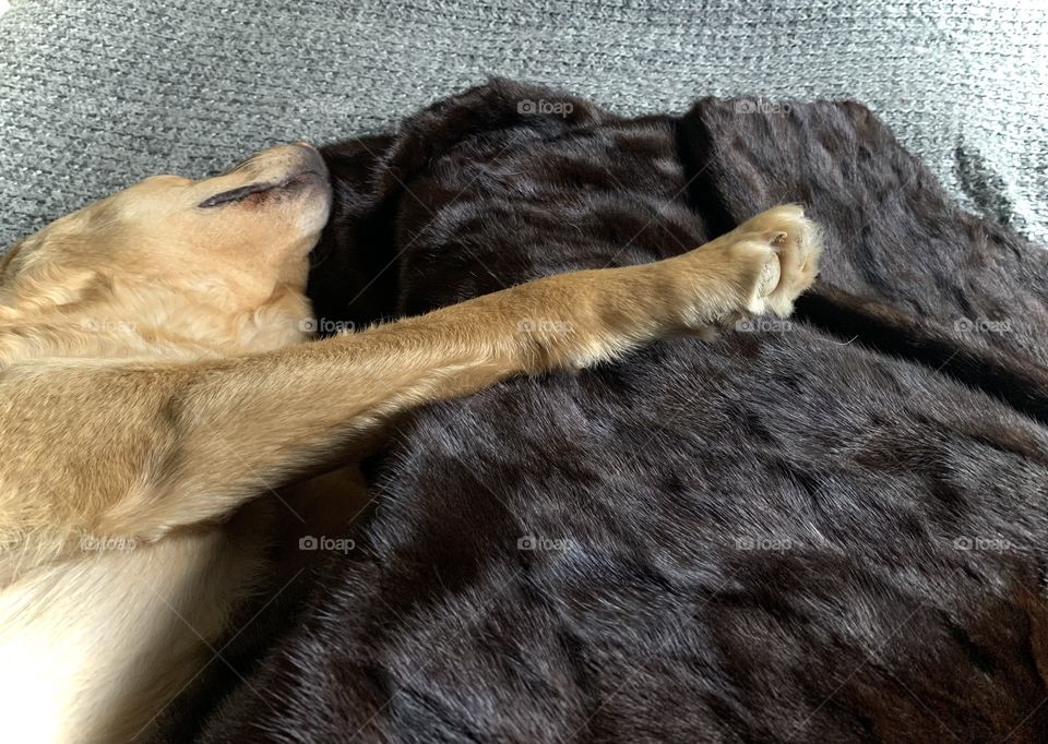 Léon, labrador retriewer sleeping comfortably on the bed with a fur throw
