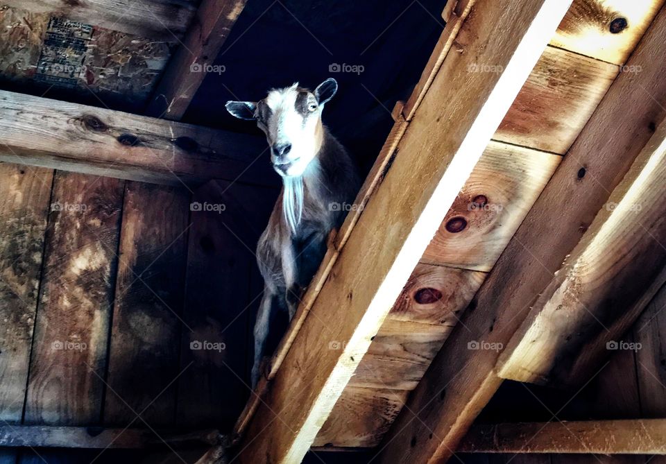 Cute little goat on a ramp in a barn—taken in New Era, Michigan 