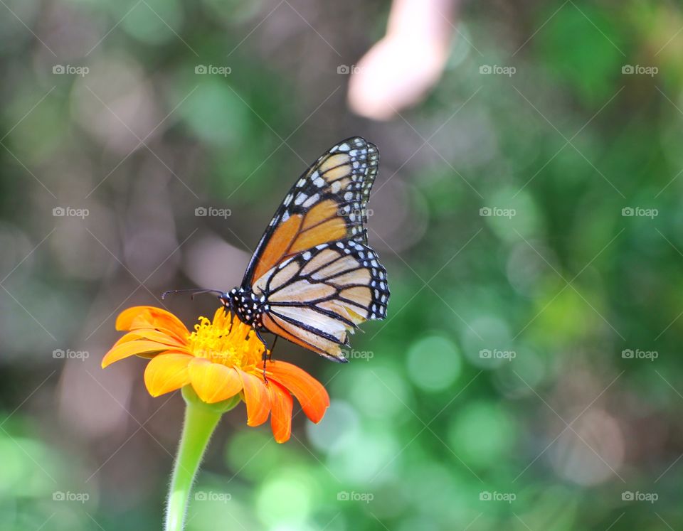 Broken butterfly wing