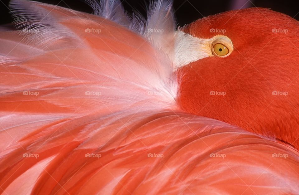 Flamingo close up.