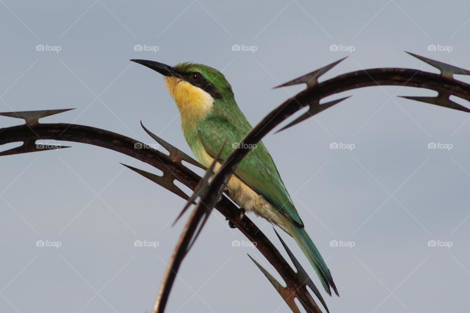 Bee eater