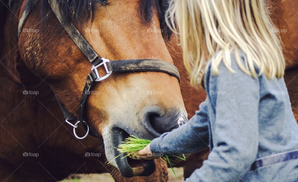 Horse eats from a little girls hand